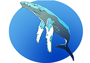 Baleine bleue