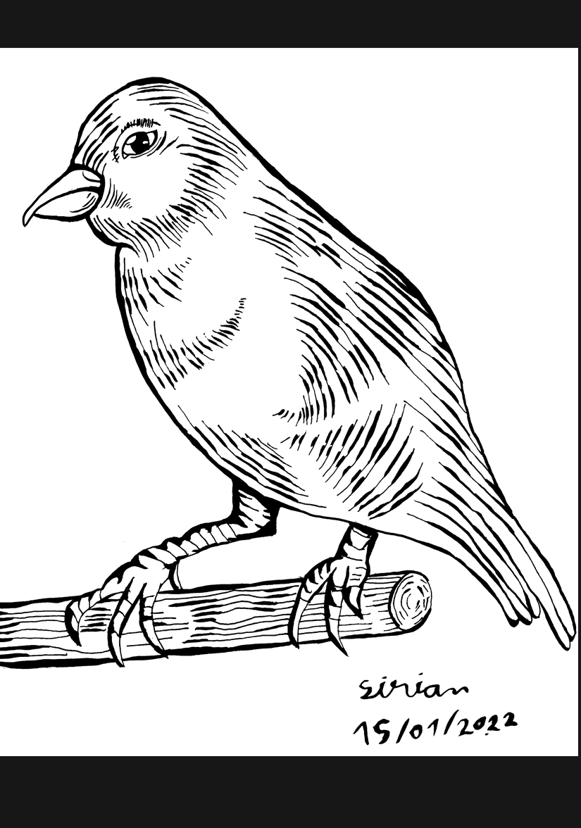 Le canari