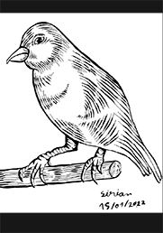 Le canari