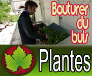 Bouturer du buis